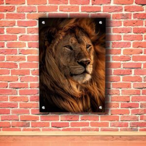 African Lion Acrylic Photo
