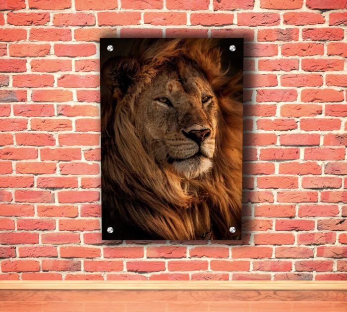 African Lion Acrylic Photo