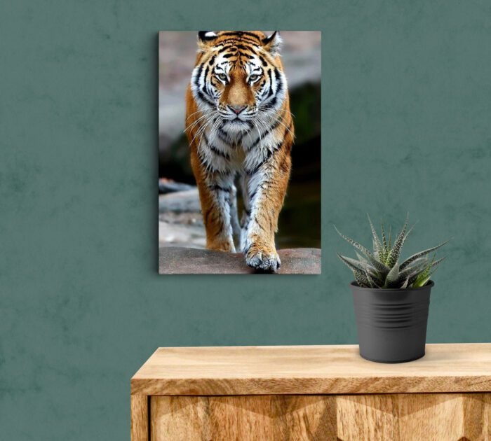 Siberian Tiger Acrylic Photo