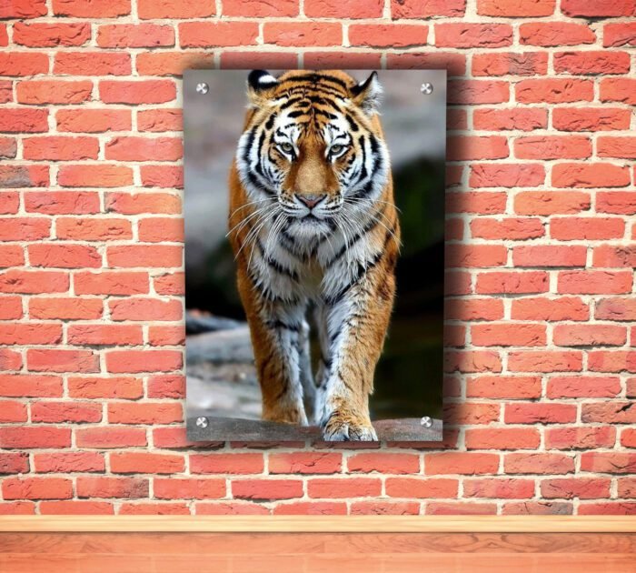Siberian Tiger Acrylic Photo
