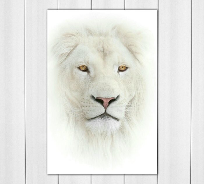 African White Lion Head Acrylic Photo