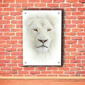 African White Lion Head Acrylic Photo
