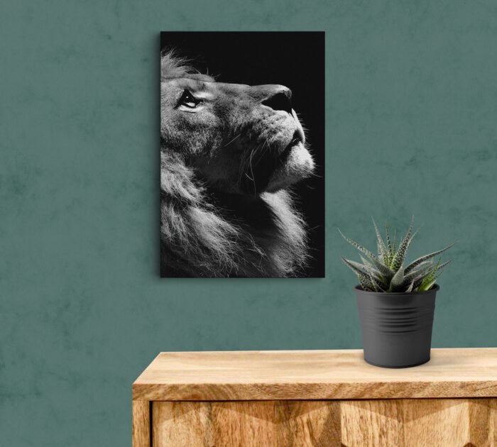 Roaring Lion with black Print Head Acrylic Photo