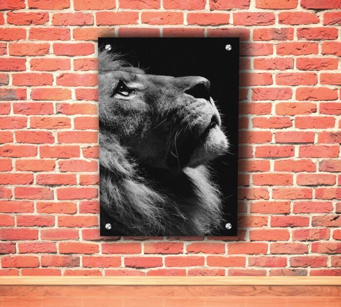 Roaring Lion with black Print Head Acrylic Photo