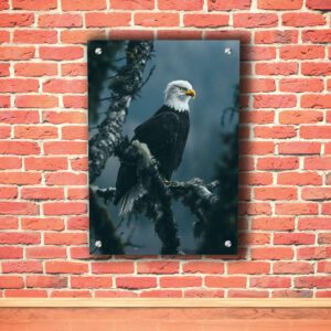 Bald Eagle Acrylic Photo