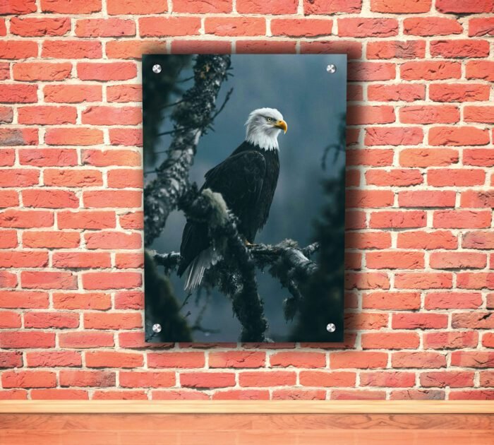 Bald Eagle Acrylic Photo