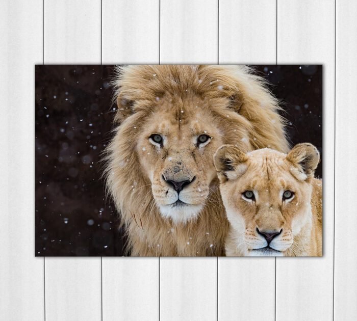 Two Lion Acrylic Photo