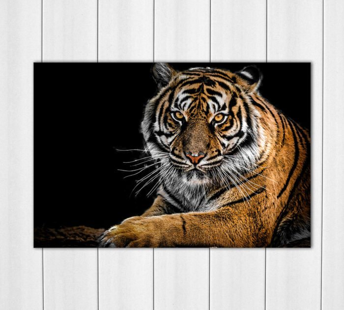 Laying Down Tiger Acrylic Photo