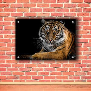 Laying Down Tiger Acrylic Photo
